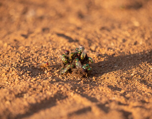 Macro: many shiny green flies sit on small round animal dropping on sandy ground