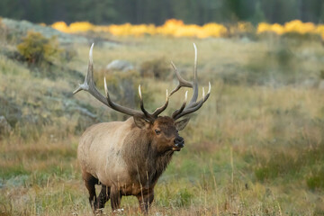 large male bull elk with white tipped antlers at sunset 