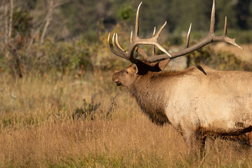 side view of a bull elk with large antlers 