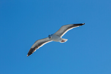 Seagull soaring in the blue sky
