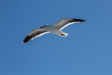 Sea gull flying with blue sky background