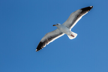 Seagull flying over San Diego Harbor 