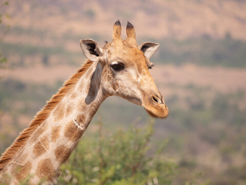 Closeup: Head and neck of female Giraffe looking right