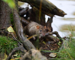 Naklejka na ściany i meble A wild rat sits near the water on the roots of a tree