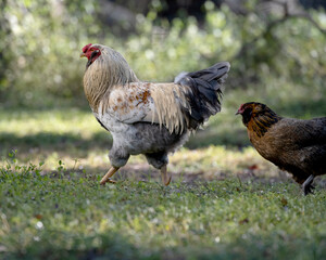 Free range rooster and hen on a farm