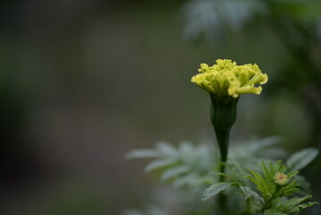 light yellow marigold flowers, marigold buds close-up on a background of green leaves marigold flower close-up on a green background, texture of leaves and flowers, be green