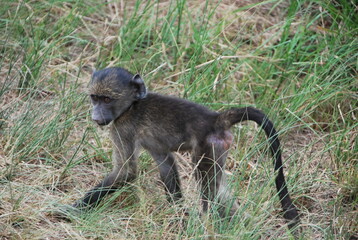 Bébé singe savane Afrique