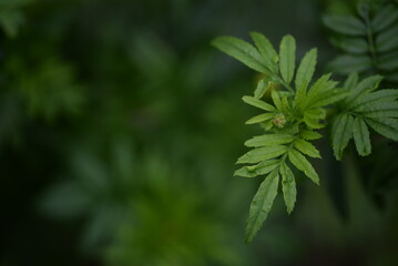 light yellow marigold flowers, marigold buds close-up on a background of green leaves marigold flower close-up on a green background, texture of leaves and flowers, be green