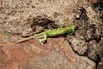 Chamaeleo gracilis