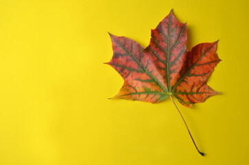 Red maple leaf on a yellow background.