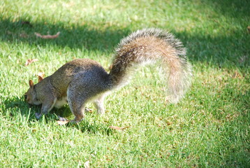 Obraz premium Écureuil Afrique du sud