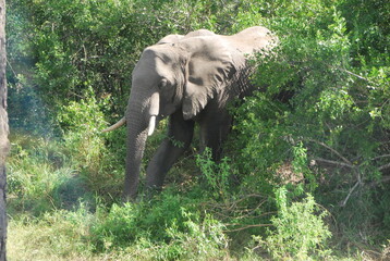 Fototapeta premium Éléphant sauvage Afrique du Sud 
