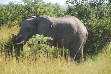 Fototapeta premium Éléphant sauvage Afrique du Sud 