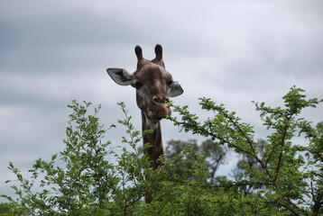 Obraz premium Girafe savane Afrique du sud