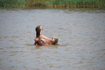 Fototapeta premium Hippopotame gueule ouverte Afrique du sud 