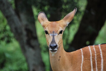 Impala femelle savane Afrique du Sud