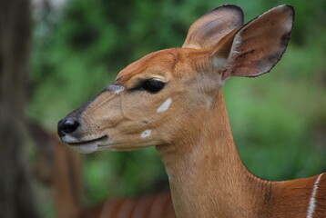 Impala femelle savane Afrique du Sud
