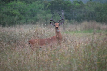 Impala male savane Afrique du Sud