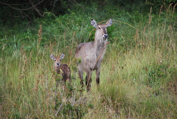 Antilope Kobus savane Afrique du Sud