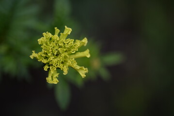 light yellow marigold flowers, marigold buds close-up on a background of green leaves marigold flower close-up on a green background, texture of leaves and flowers, be green
