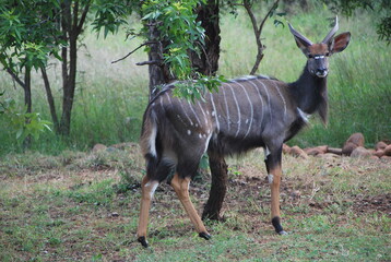 Nyala dans la savane Africaine