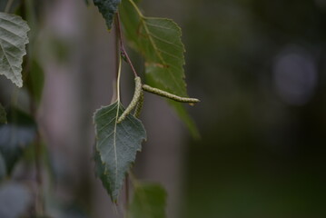 green birch leaves close-up, birch branches, bright bokeh, blurred abstract  green leaves of swamp-colored birch not branches close-up on a blurred green background