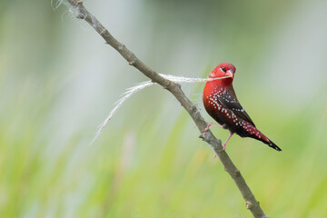 Red Munia Bird Photo