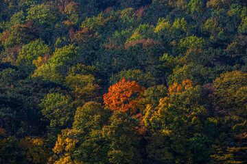 autumn colored  trees