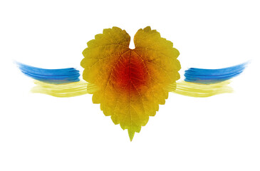 The heart is made of a leaf of nature with a red spot in the center, and strokes in the form of wings in the color of Ukraine on the sides. Concept photo. The nature of the country is in the blood in 