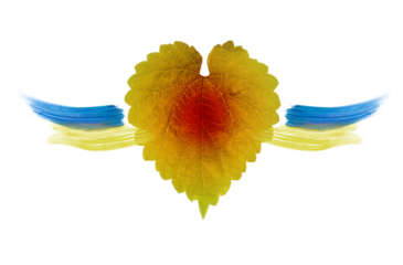 The heart is made of a leaf of nature with a red spot in the center, and strokes in the form of wings in the color of Ukraine on the sides. Concept photo. The nature of the country is in the blood in 