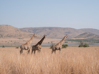 Three tall giraffe in dry grass savannah landscape with water in background