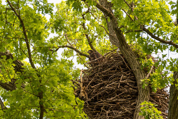 A Juvenile Bald Eagle Perched On The Nest