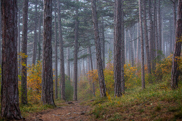 colorful autumn forest in the mist