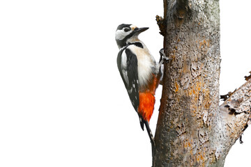 Great spotted woodpecker on a dry tree isolated on white background. Dendrocopos major on tree trunk. Background with copy space