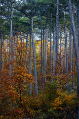 colorful autumn forest in the mist