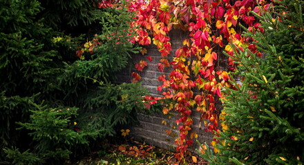 Red and yellow leaves of girlish wild grapes on a stone wall