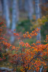 colorful autumn forest in the mist