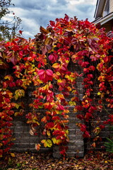 Fototapeta na wymiar Red and yellow leaves of girlish wild grapes on a stone wall