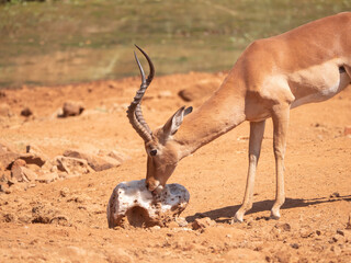 Side view of impala ram licking a salt block