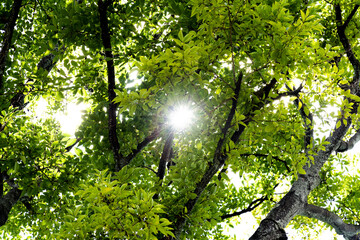 Fototapeta premium Background of sunlight through green leaves
