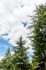Obraz premium Background of green trees and cloudy sky