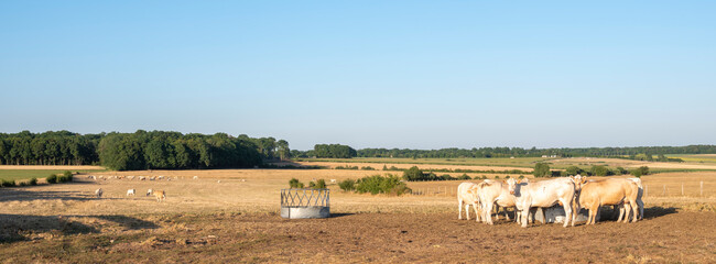 white cows graze in dry meadow of french Lorraine countryside in summer