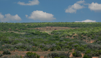 Elefantenherde in der Wildnis und Savannenlandschaft von Afrika