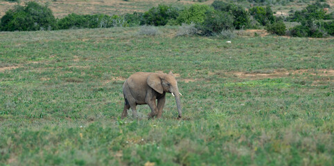 Elefanten Baby in der Wildnis und Savannenlandschaft von Afrika