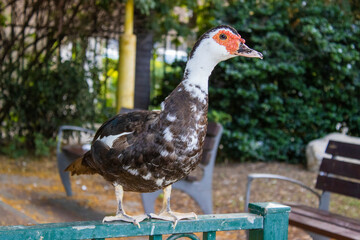 duck