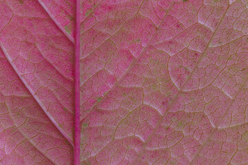 back side of purple grape leaf texture at fall