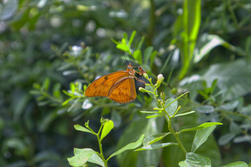 yellow butterfly on a flower cocoon