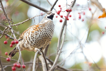 Hazel grouse or Tetrastes bonasia feeds on red berries on a wild apple tree in autumn forest. Selective focus, blurred background