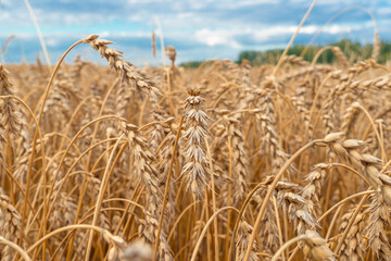 Fototapeta na wymiar Golden Cereal field with ears of wheat,Agriculture farm and farming concept.Harvest.Wheat field.Rural Scenery.Ripening ears.Rancho harvest Concept.Ripe ears of wheat.Cereal crop.Bread, rye and grain