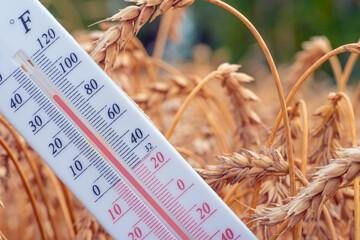The thermometer is located in a wheat field.Summer,drought.High air temperature.Heat.Meteorology,...
